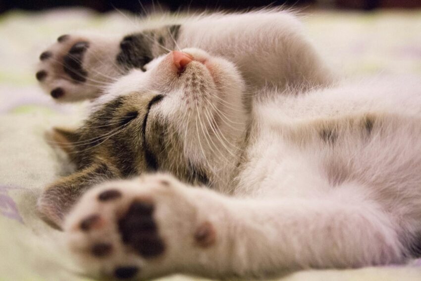 close up photo of cute sleeping cat